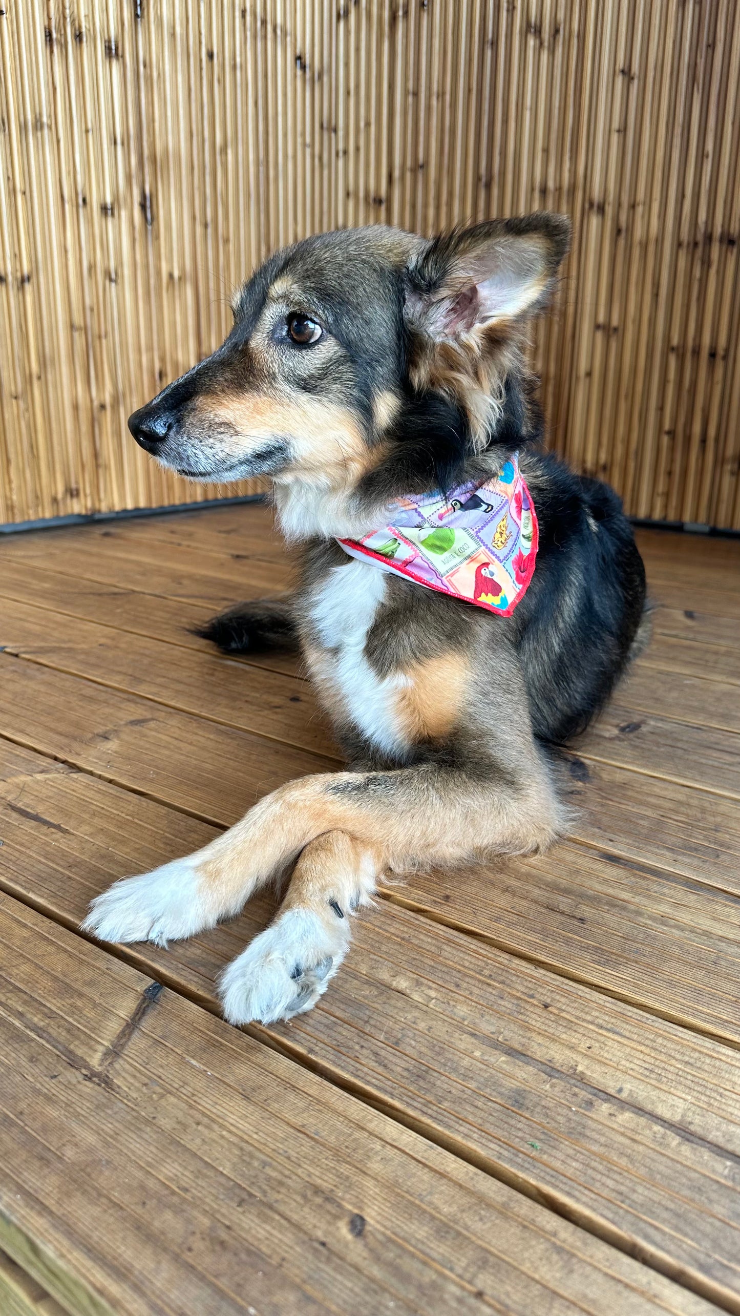 Bocas Dog Bandana