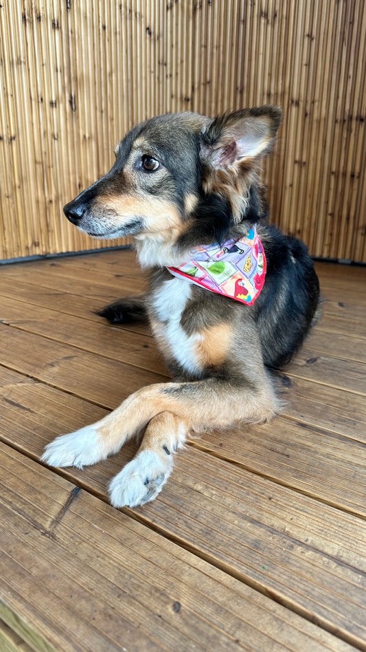 Bocas Dog Bandana